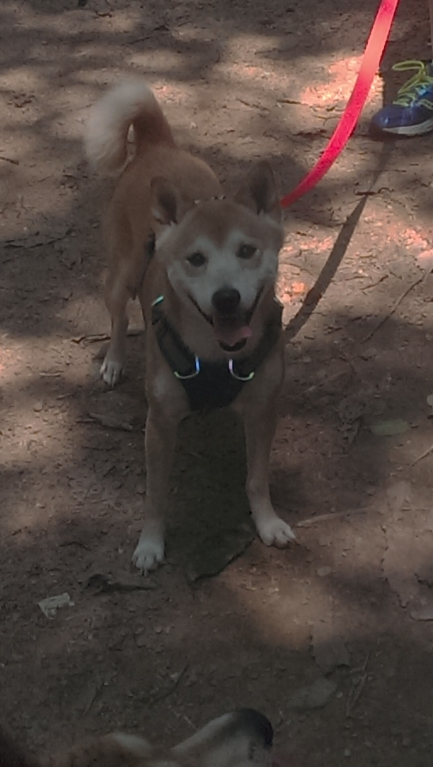 神之签名，拉文血色三分斩断骑士，鹈鹕奇阵下的巨星诞生