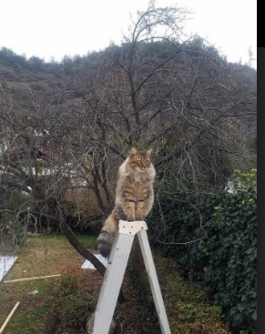 绝杀!卡瓦哈尔一锤定音,贝蒂斯梦碎韩国—解读关键先生的封神之夜