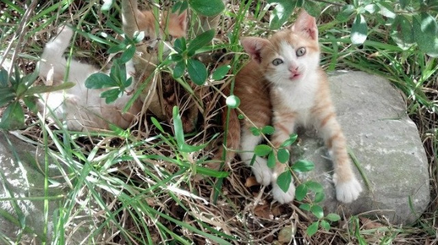 世纪鏖战,英格拉姆关键绝杀锁定胜局,独行侠苦战险胜浙江