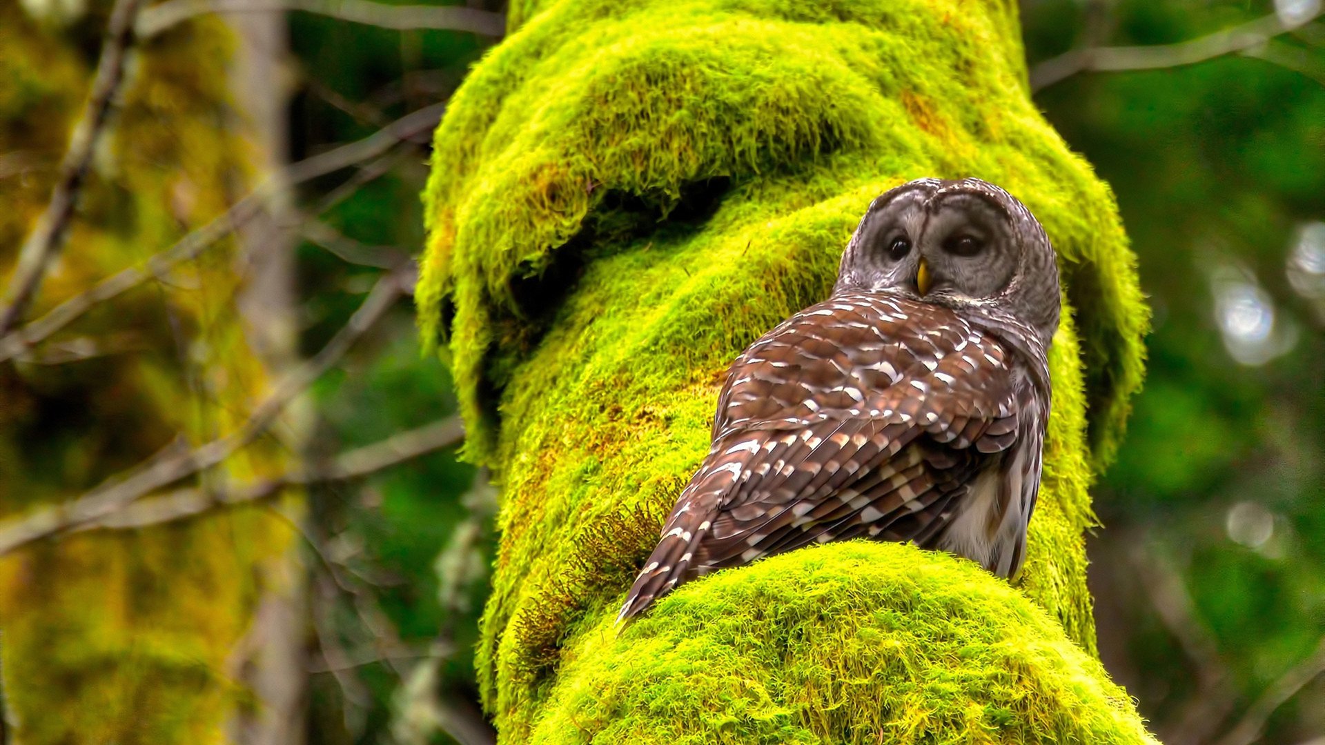 破局者布鲁诺，那不勒斯的东方密钥