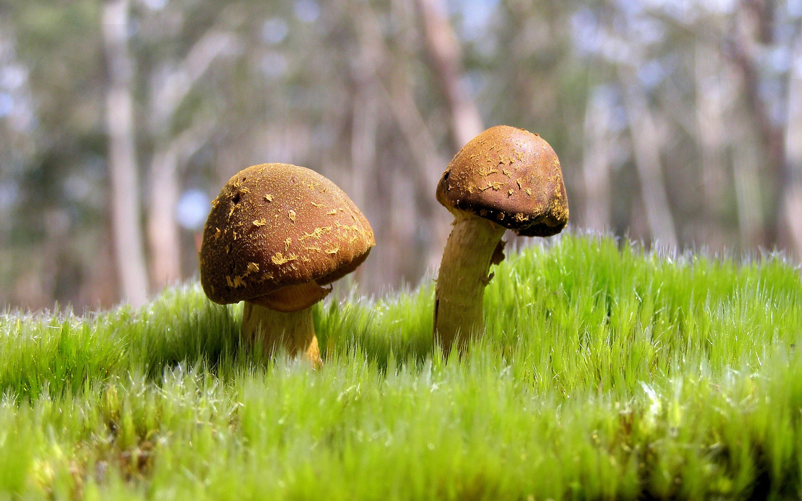 奥运前哨战，凯尔特人双线战场上的心理博弈