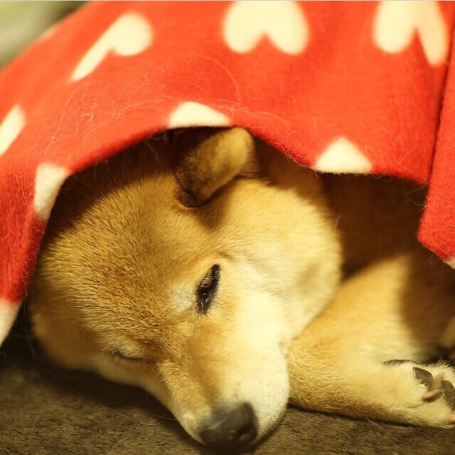 足球智慧破局钢铁防线，富安健洋统领雷恩，击碎马竞神话