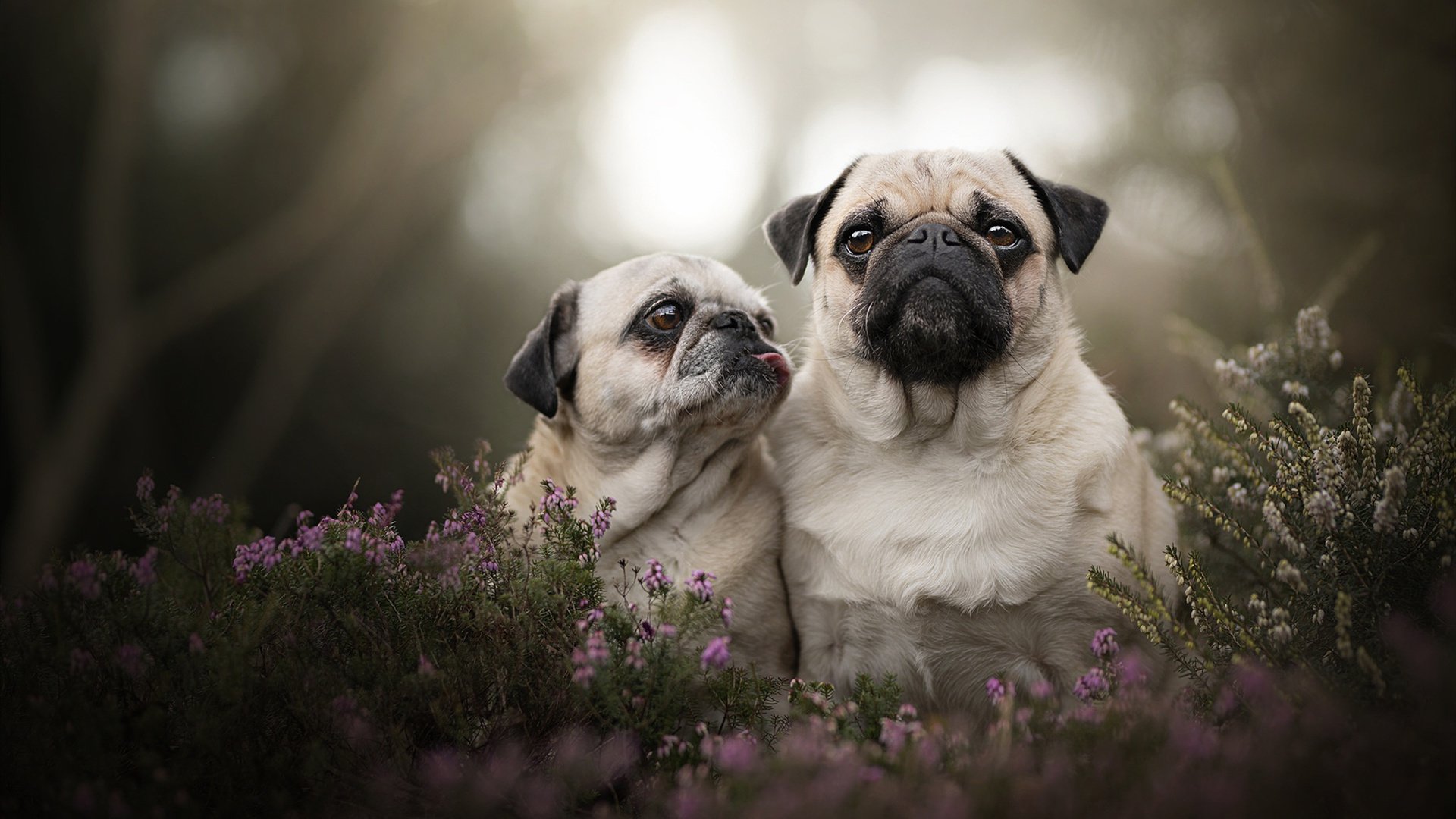 铁卫挽狂澜,德里赫特永载史册的十二分钟