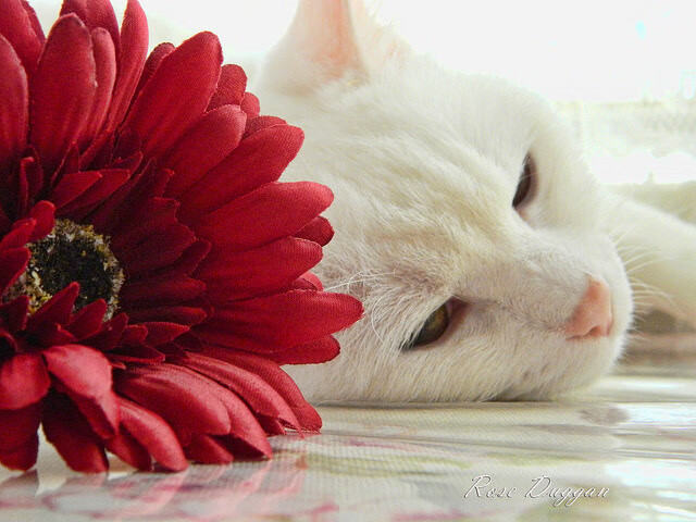 节奏之王布克，山西队对阵快船的独家分析