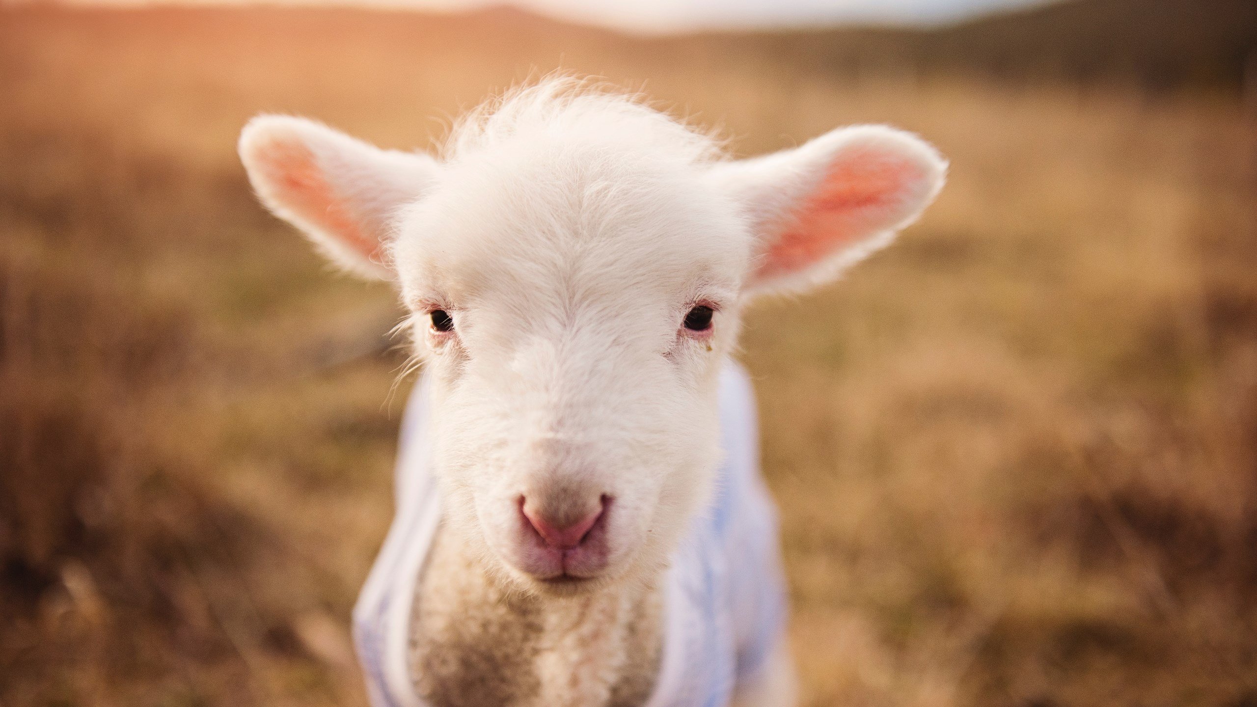 悬念终结之夜，新星破晓之时，当活塞的轰鸣遇上切特的晨曦