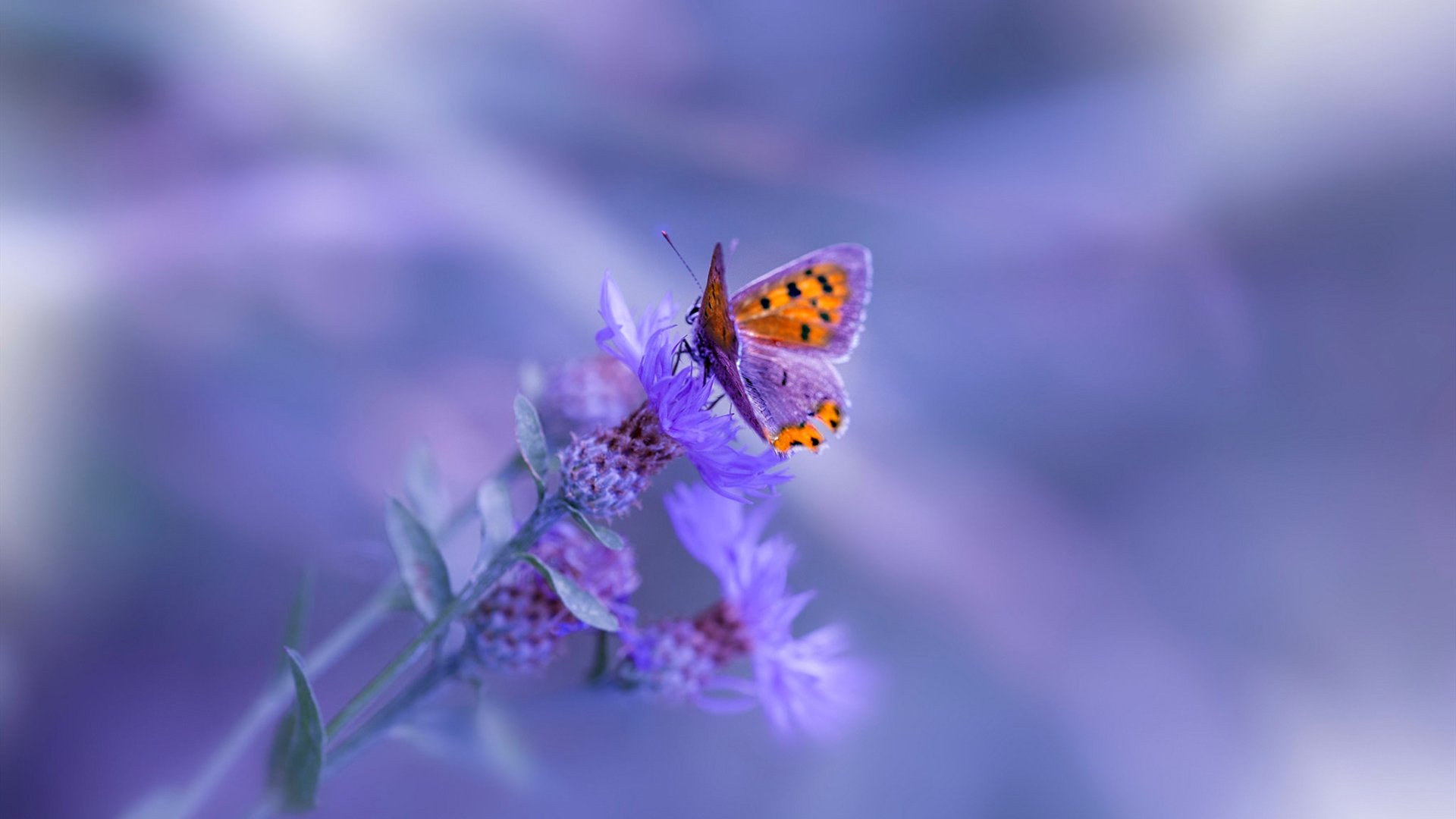 雅典卫城的回响，米兰迷雾散尽，拉亚将名字写入希腊神话