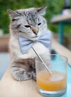 热身奥运前哨战，篮网战术淬炼稳擒雄鹿