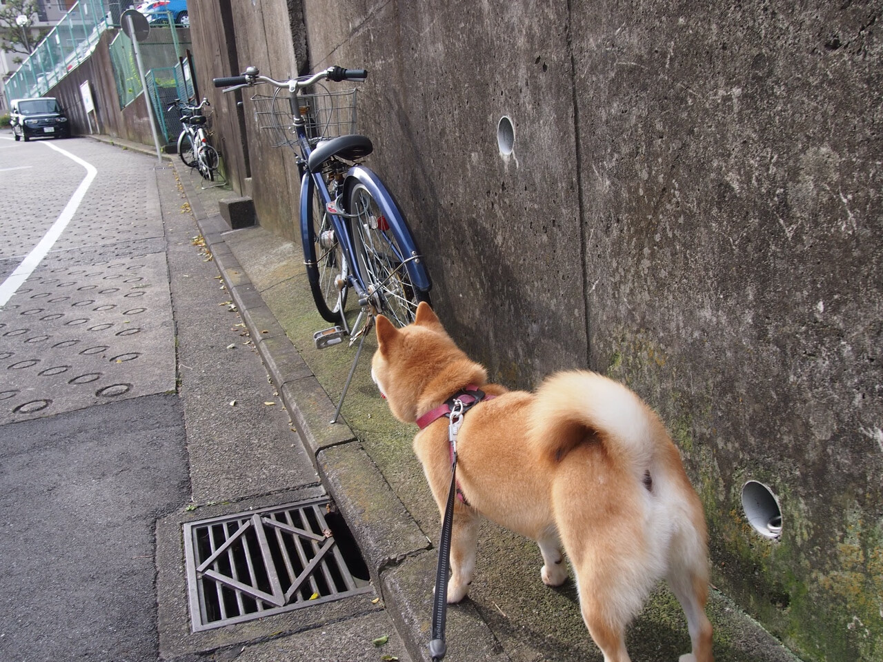 数据维度对决，阿拉巴屏障引爆系统，荷兰3.0横扫毕尔巴鄂