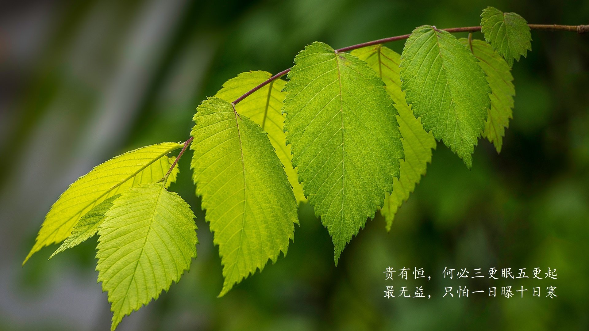 那一夜，世界杯唯一的剧本，丹麦横扫，迪亚斯压哨绝杀，命运在最后一秒被重写